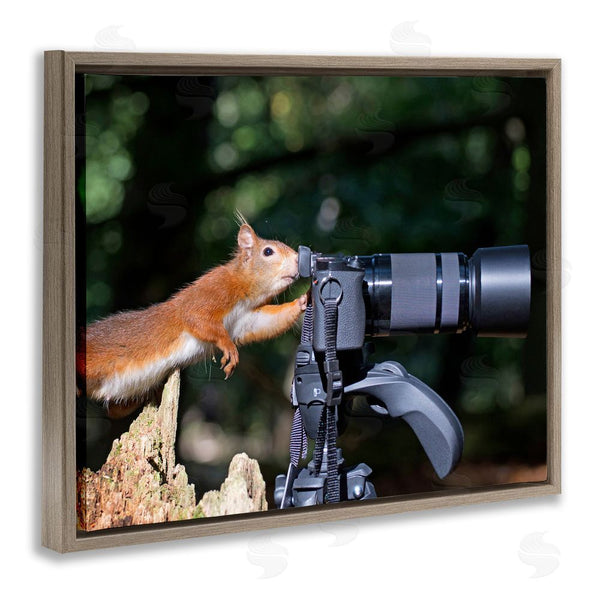Stupell Industries Julie Hunt | Funny Squirrel Photographer Wall Art