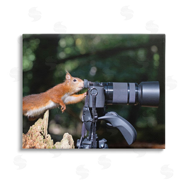 stupell industries Julie Hunt | Funny Squirrel Photographer Wall Art