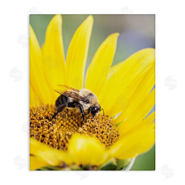 stupell industries Karen Burke | Bee & Sunflower Photography Wall Art