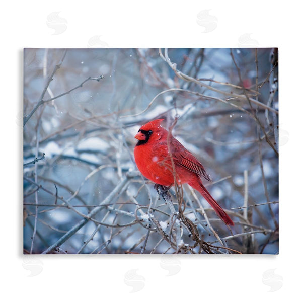 stupell industries Karen Burke | Cardinal in Winter Branches Wall Art