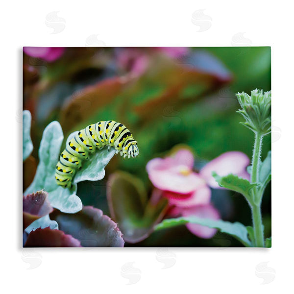 stupell industries Karen Burke | Caterpillar Nature Photography Wall Art