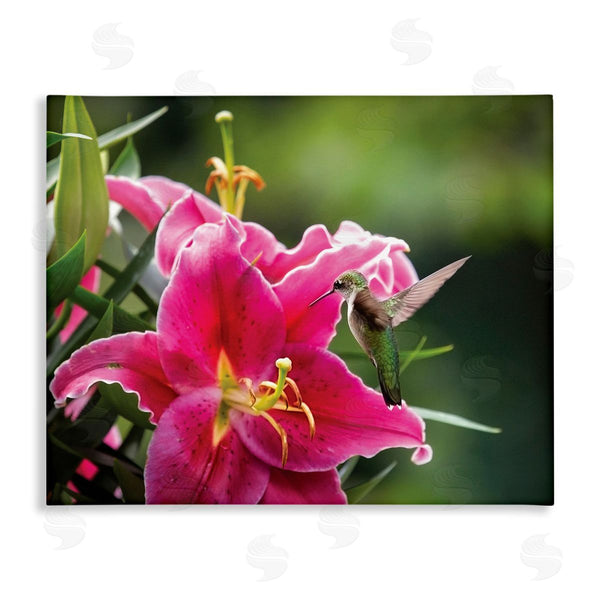 stupell industries Karen Burke | Hummingbird with Hibiscus Wall Art