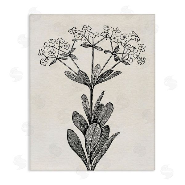 stupell industries Karen Smith | Classic Cuts Botanicals