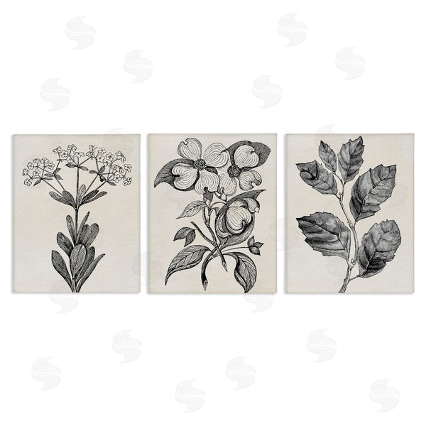 stupell industries Karen Smith | Classic Natural Botanicals