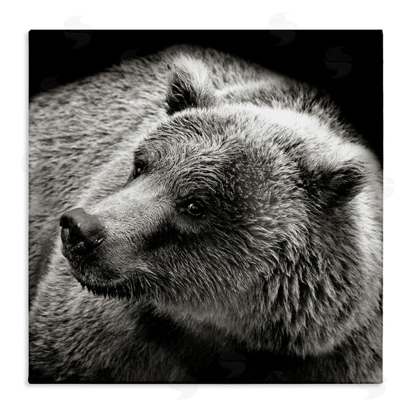 stupell industries Kathy Mansfield | Bear Looking Left