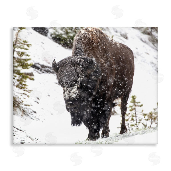 stupell industries Kathy Mansfield | Bison in Windblown Snow Wall Art