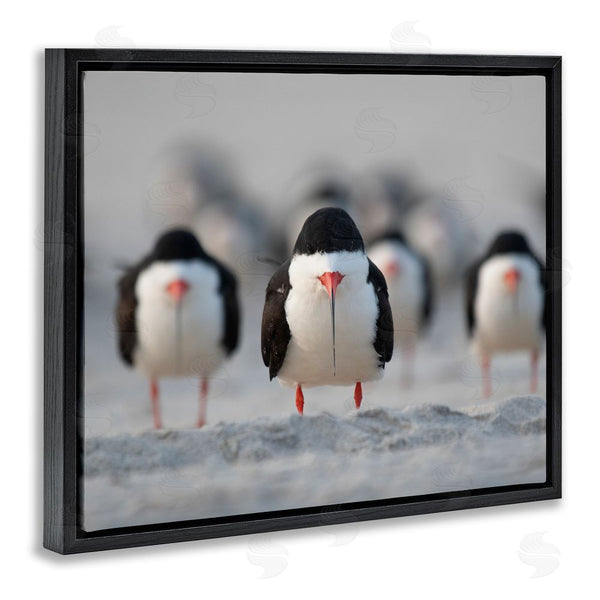 Stupell Industries Ke Qiang Ruan | Black Skimmer Gang Wall Art