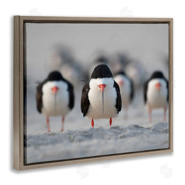 Stupell Industries Ke Qiang Ruan | Black Skimmer Gang Wall Art