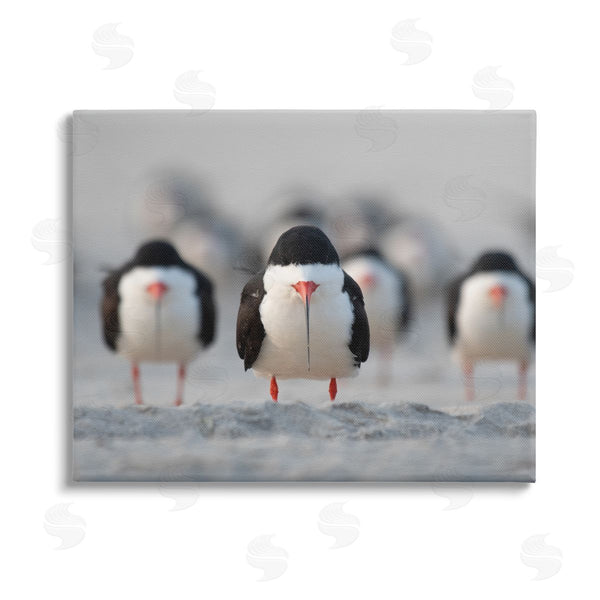stupell industries Ke Qiang Ruan | Black Skimmer Gang Wall Art