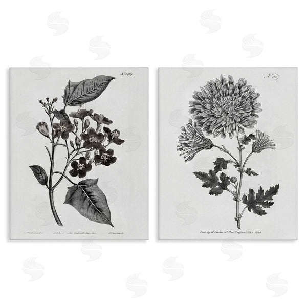 stupell industries Kelly Donovan | Vintage Budding Flowers Studies