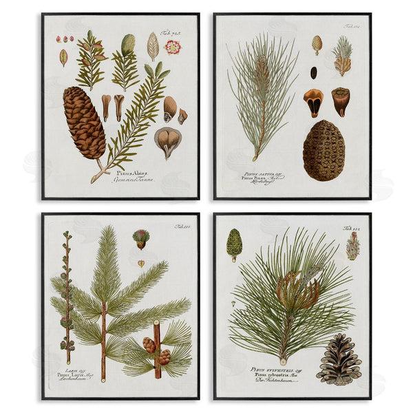Stupell Industries Kelly Donovan | Vintage Forest Pine Illustrated Study Wall Art