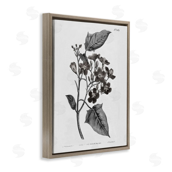Stupell Industries Kelly Donovan | Vintage Wild Flower Branch Study