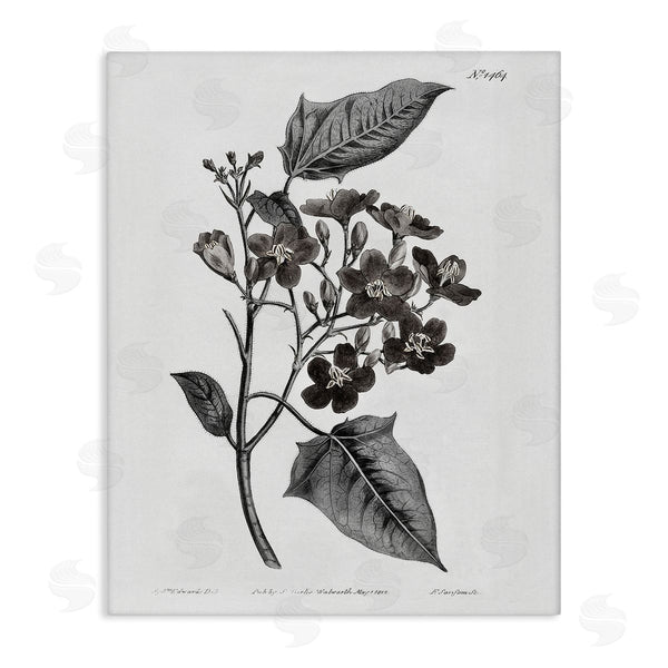 stupell industries Kelly Donovan | Vintage Wild Flower Branch Study