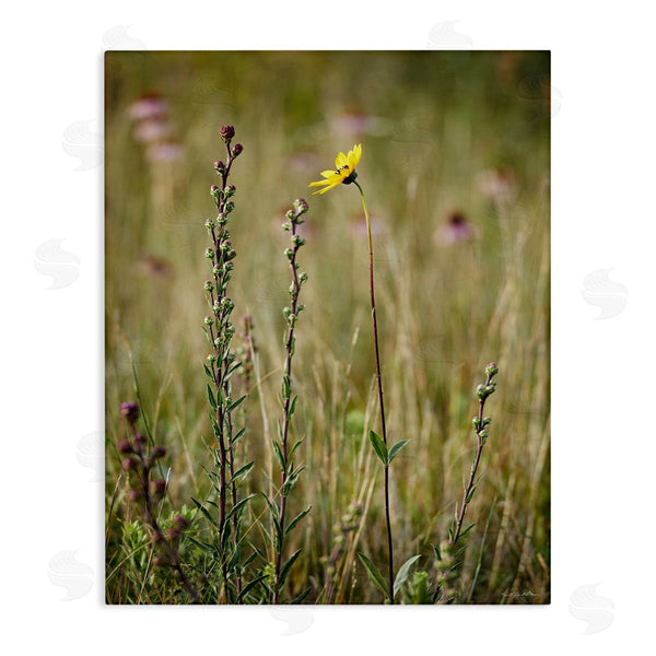stupell industries Kent Burkhardsmeier | Yellow Daisy Sprout