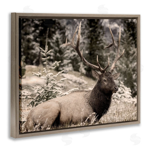 Stupell Industries Kim Allen | Elk In Nature Photography