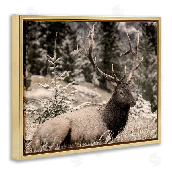 Stupell Industries Kim Allen | Elk In Nature Photography
