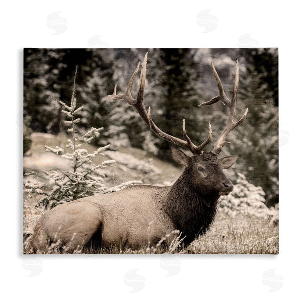 stupell industries Kim Allen | Elk in Nature Photography