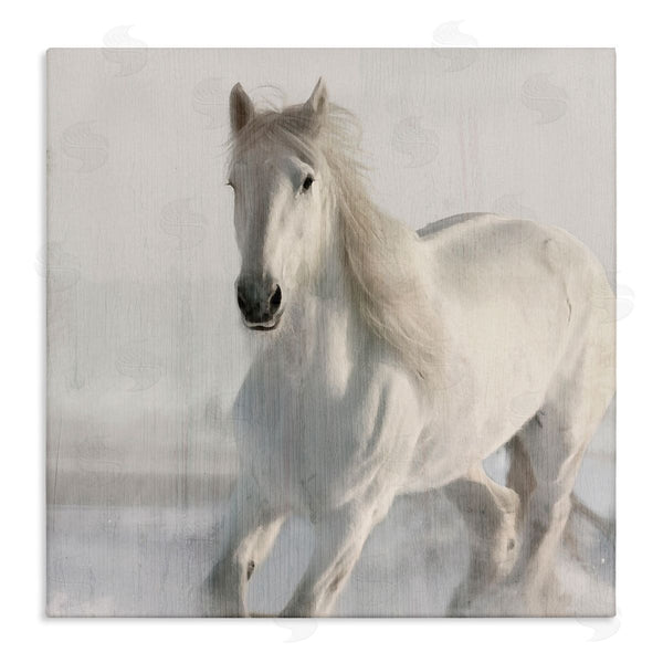 stupell industries Kim Allen | Galloping White Stallion