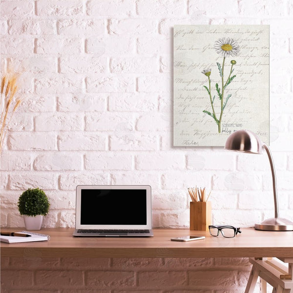 Stupell Industries Kim Allen | Vintage Daisy Illustration Latin Script Study Wall Art