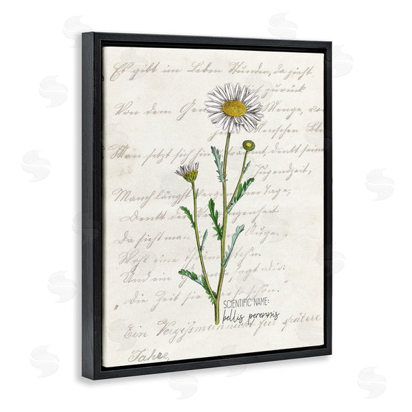 Stupell Industries Kim Allen | Vintage Daisy Illustration Latin Script Study Wall Art
