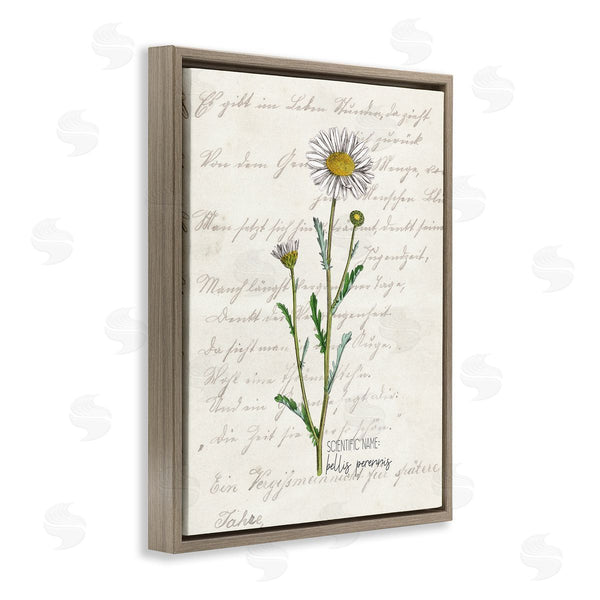 Stupell Industries Kim Allen | Vintage Daisy Illustration Latin Script Study Wall Art