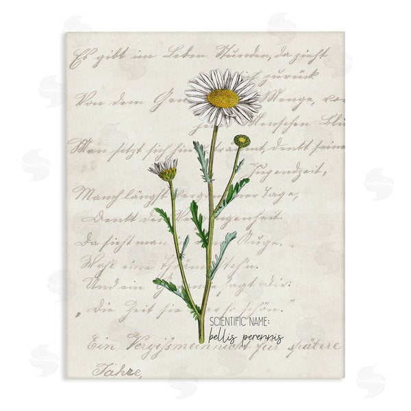 stupell industries Kim Allen | Vintage Daisy Illustration Latin Script Study Wall Art