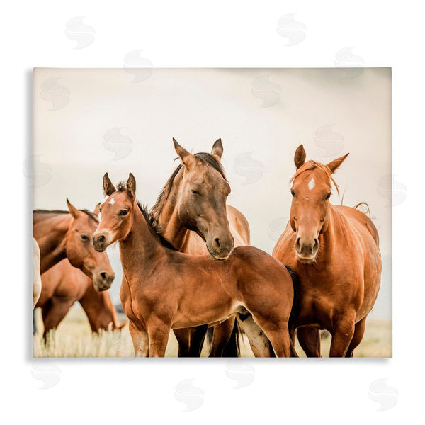 stupell industries Krista Broadway | Horse & Foals Photography