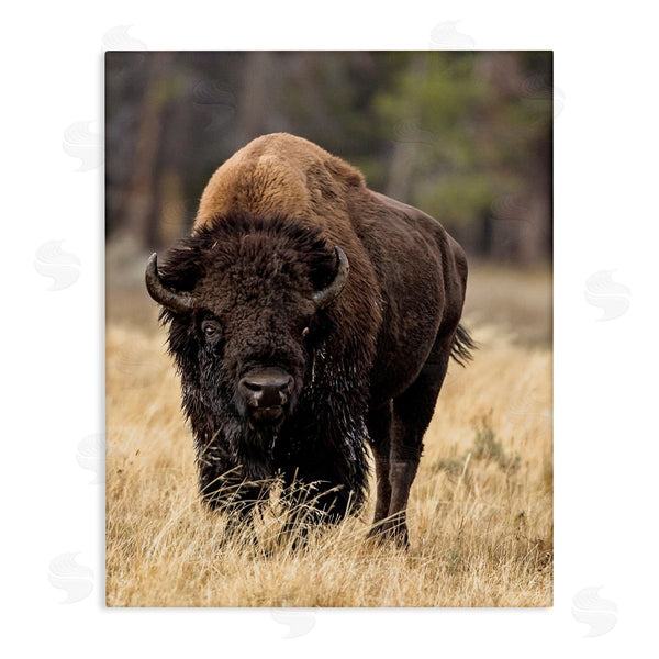 stupell industries Larry McFerrin | Wild American Bison Grazing Rustic Tall Grass Wall Art