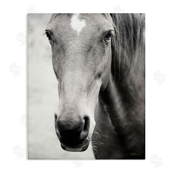 stupell industries Laura Marshall | Moke Lake Horse Photography Wall Art