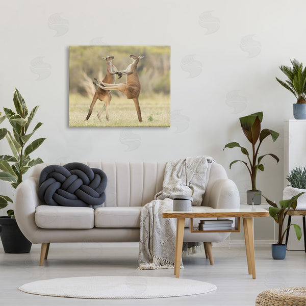 Stupell Industries Lea Scaddan | Kangaroo Duo Photography Wall Art