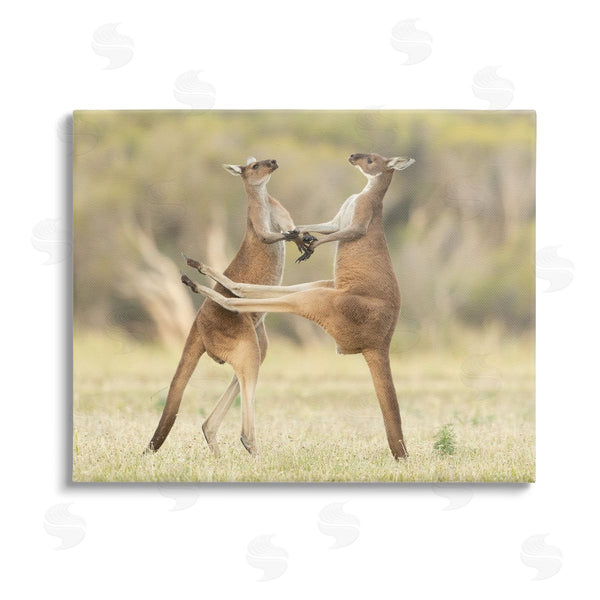 stupell industries Lea Scaddan | Kangaroo Duo Photography Wall Art
