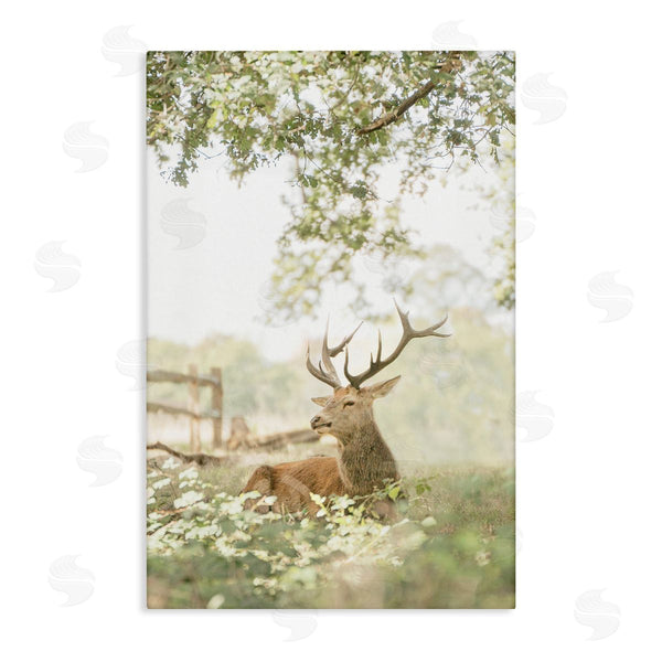 stupell industries Leah Straatsma | White Tailed Deer Portrait