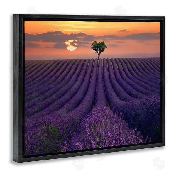 Stupell Industries Lee Sie | Lavender Flowers Warm Sunset Field