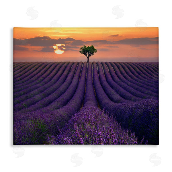 stupell industries Lee Sie | Lavender Flowers Warm Sunset Field