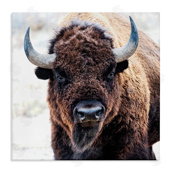 stupell industries Lena Owens | American Bison Photography Wall Art