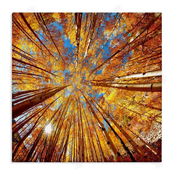 stupell industries Lena Owens | Colorado Autumn Trees Wall Art