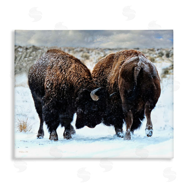 stupell industries Lena Owens | Fighting Bison Snow Scene Wall Art
