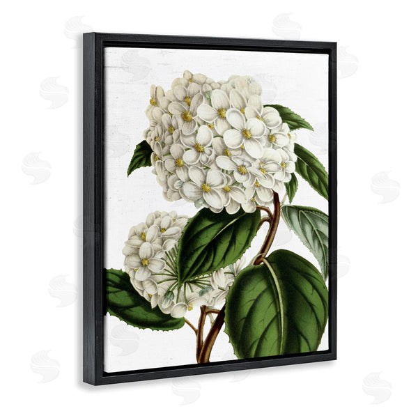 Stupell Industries Lettered And Lined | Begonia Opuliflora Flower Stem Vintage Botanical Study Wall Art