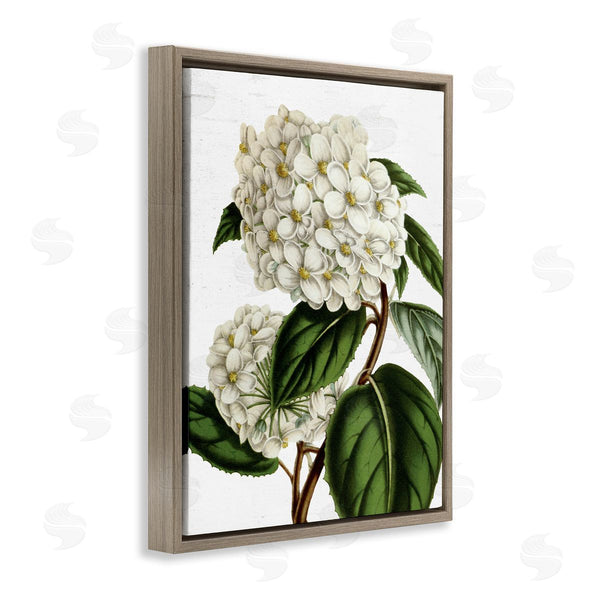 Stupell Industries Lettered And Lined | Begonia Opuliflora Flower Stem Vintage Botanical Study Wall Art