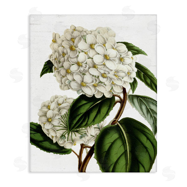 stupell industries Lettered and Lined | Begonia Opuliflora Flower Stem Vintage Botanical Study Wall Art