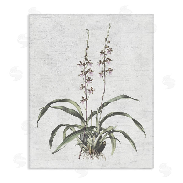 stupell industries Lettered and Lined | Blooming Herb Bud Wall Art