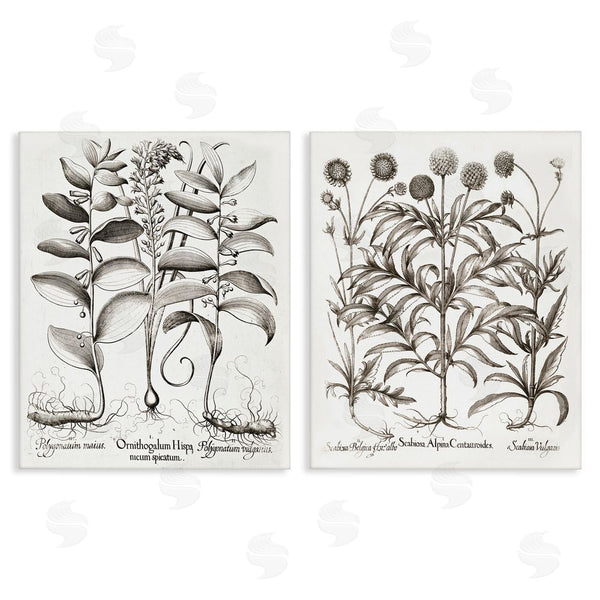stupell industries Lettered and Lined | Botanical Root & Plant Studies Wall Art
