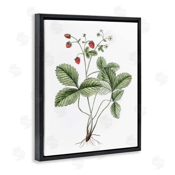 Stupell Industries Lettered And Lined | Budding Strawberries Study