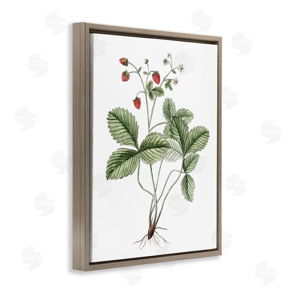 Stupell Industries Lettered And Lined | Budding Strawberries Study