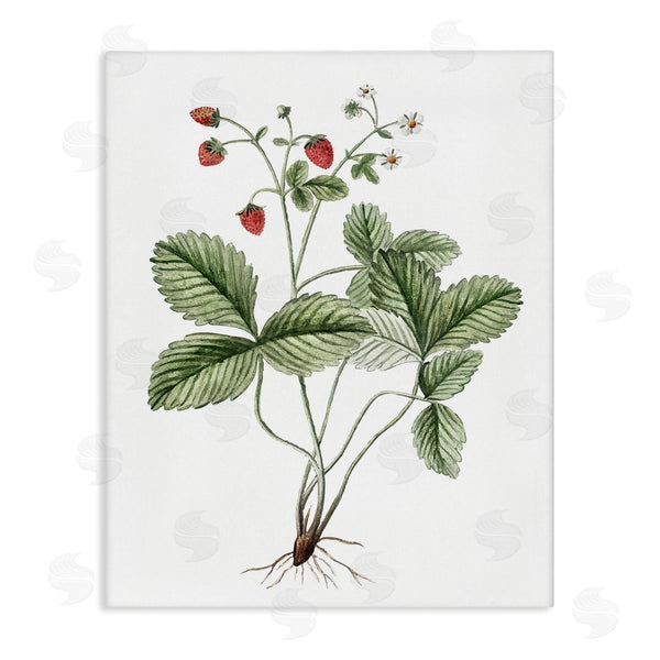 stupell industries Lettered and Lined | Budding Strawberries Study
