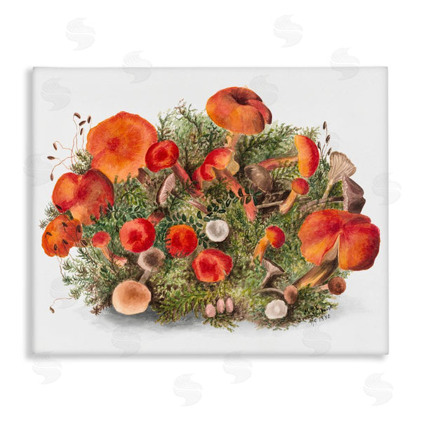 stupell industries Lettered and Lined | Earthy Mushroom Caps Nature Wall Art