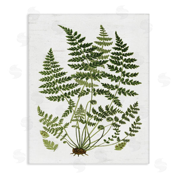 stupell industries Lettered and Lined | Forest Botanicals Charming White Willow Greenery