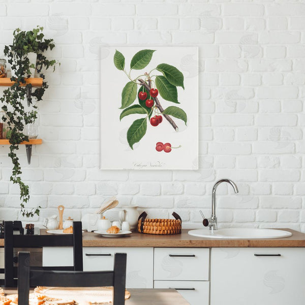 Stupell Industries Lettered And Lined | Latin Study Of Cherry Plant Wall Art