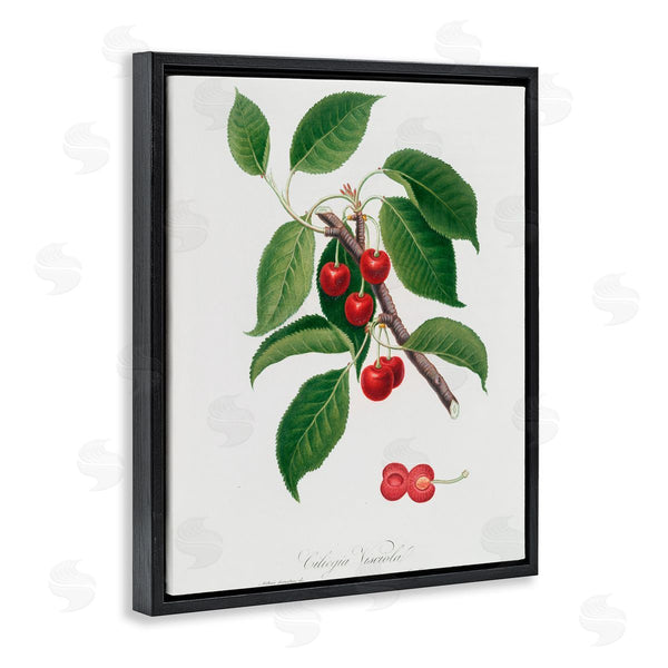 Stupell Industries Lettered And Lined | Latin Study Of Cherry Plant Wall Art