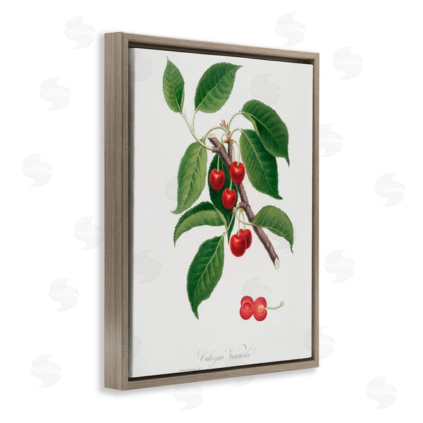 Stupell Industries Lettered And Lined | Latin Study Of Cherry Plant Wall Art